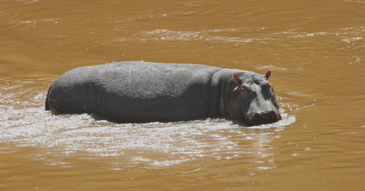 Hippos: The unsung engineers of the savannah | Beautiful News